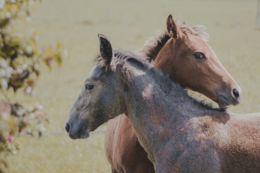 仲良しの馬たち