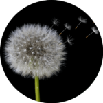 タンポポの綿毛