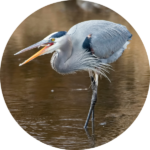 ジブリ映画「君たちはどう生きるか」アオサギのイメージ