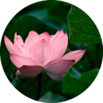韓ドラ「恋慕」のモチーフの蓮の花