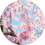 韓国ドラマ「私の夫と結婚して」1話の桜のイメージ