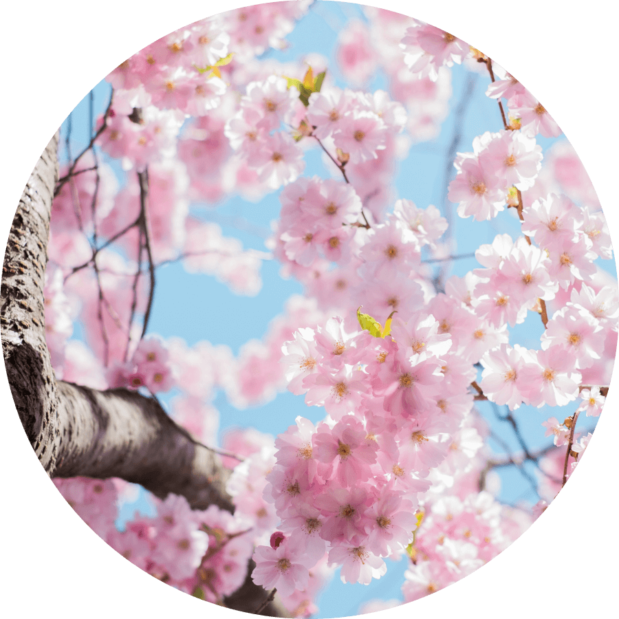 韓国ドラマ「私の夫と結婚して」1話の桜のイメージ