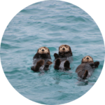 ドラマ「Eye Love You」ラッコのイメージ