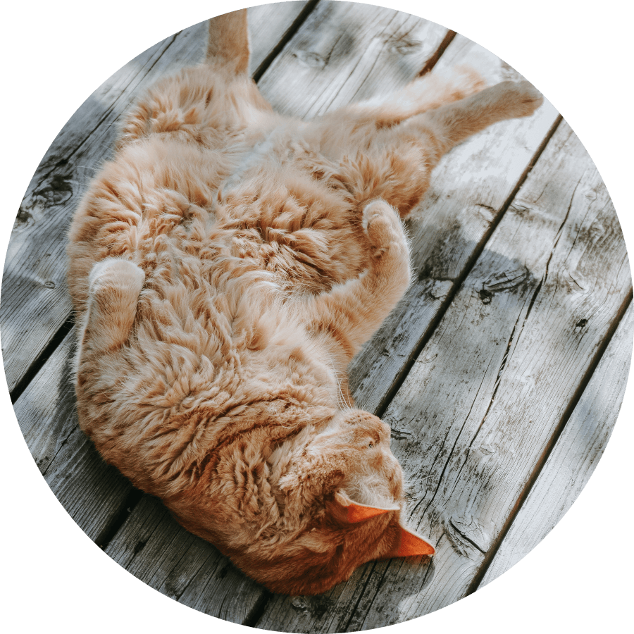 少女マンガ「君の天井は僕の床」猫のイメージ