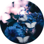 韓国ドラマ「サイコだけど大丈夫」蝶のイメージ