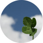 韓ドラ「涙の女王」に出てくる四葉のクローバーのイメージ