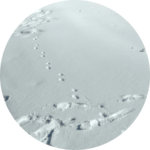 少女漫画「トーマの心臓」雪の日のイメージ