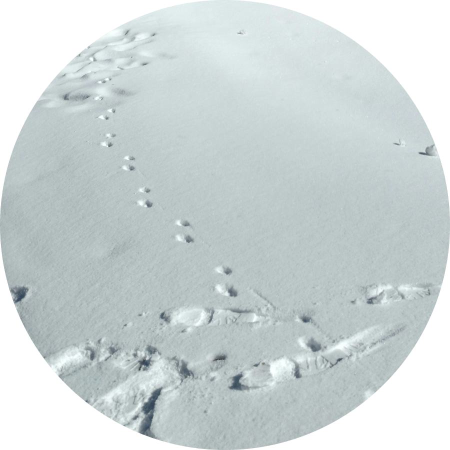 少女漫画「トーマの心臓」雪の日のイメージ